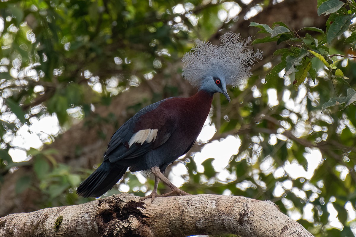 Sclater's Crowned-Pigeon - ML478168261