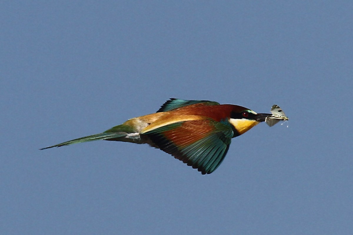 European Bee-eater - ML47816951
