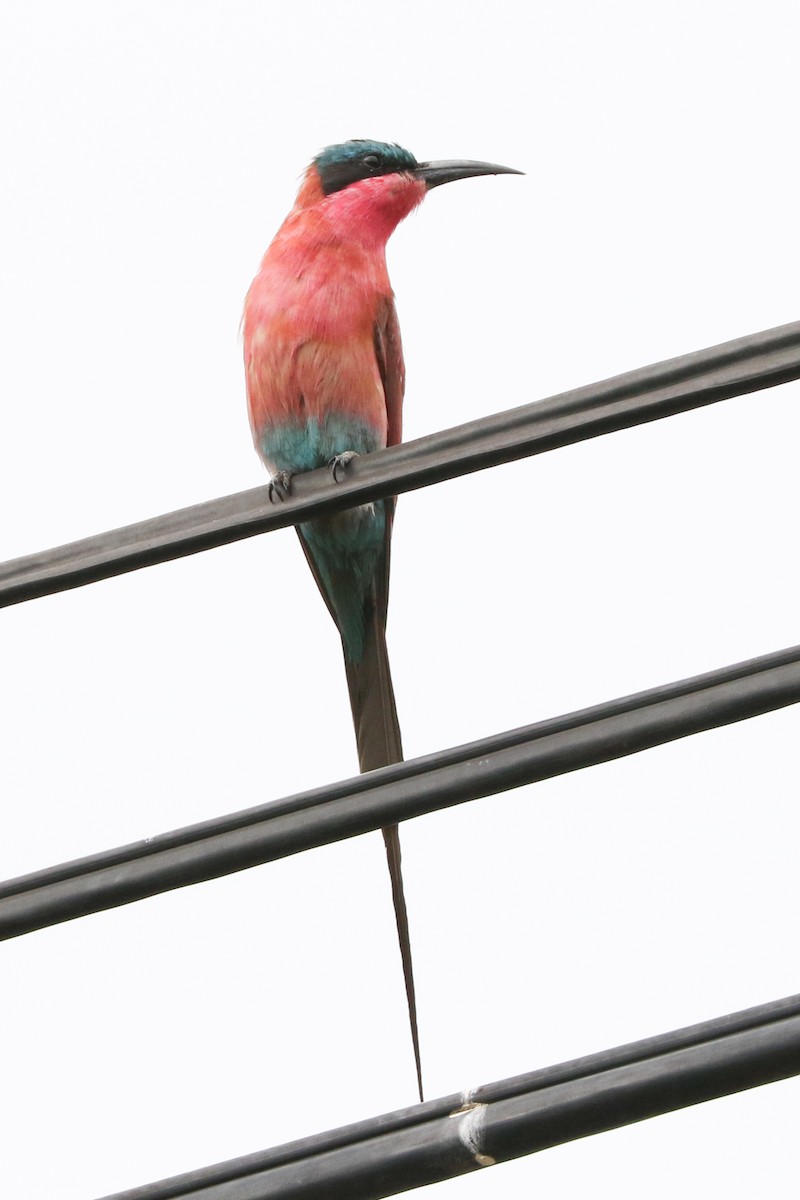 Southern Carmine Bee-eater - Trina Anderson