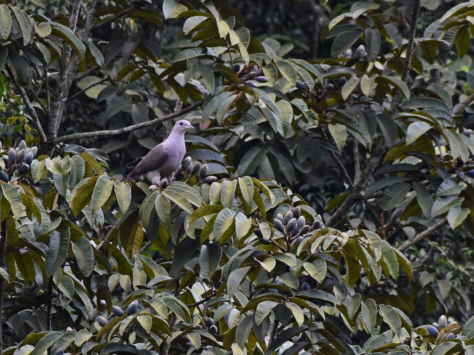 Malabar Imperial-Pigeon - Rajesh Radhakrishnan
