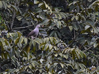 นกเต็มวัย - Rajesh Radhakrishnan - ML478170771