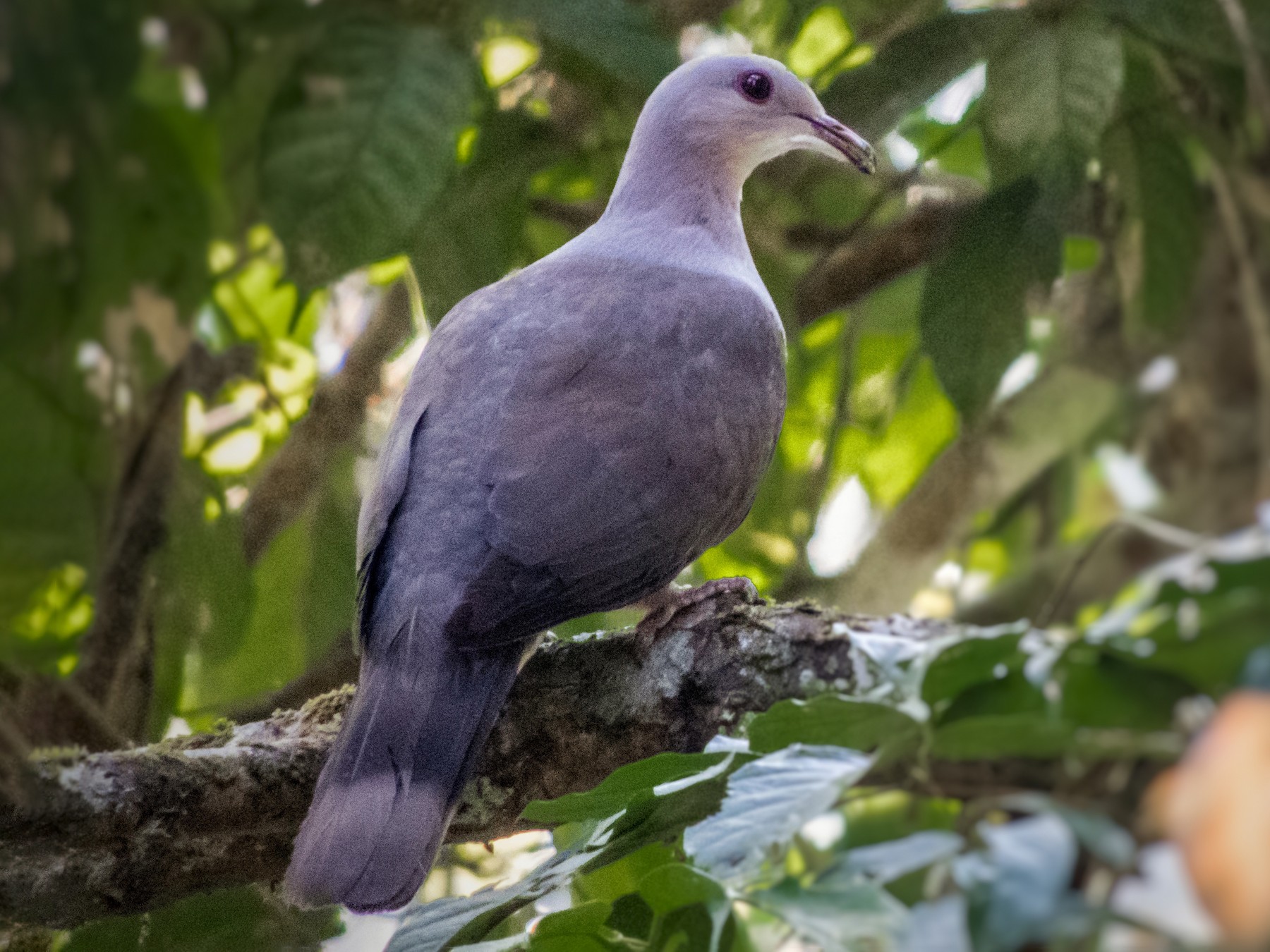 Malabar Imperial-Pigeon - Jishnu Narayanan