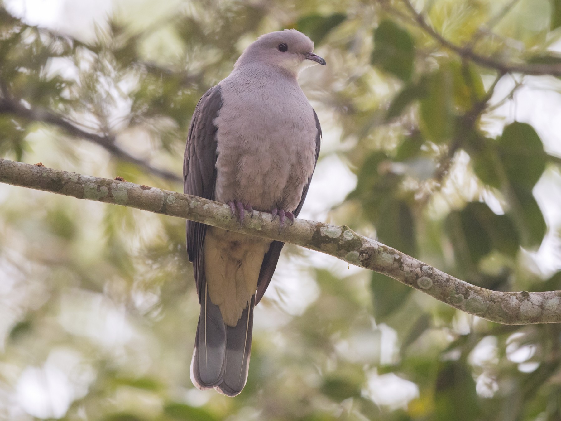 Malabar Imperial-Pigeon - eBird