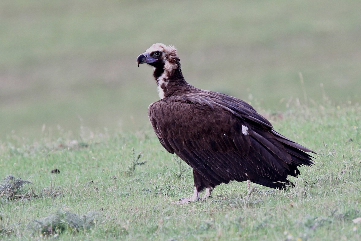Cinereous Vulture - Volker Hesse