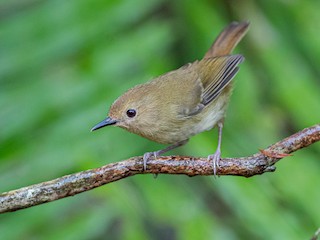 Large-billed Scrubwren - Sericornis magnirostra - Birds of the World