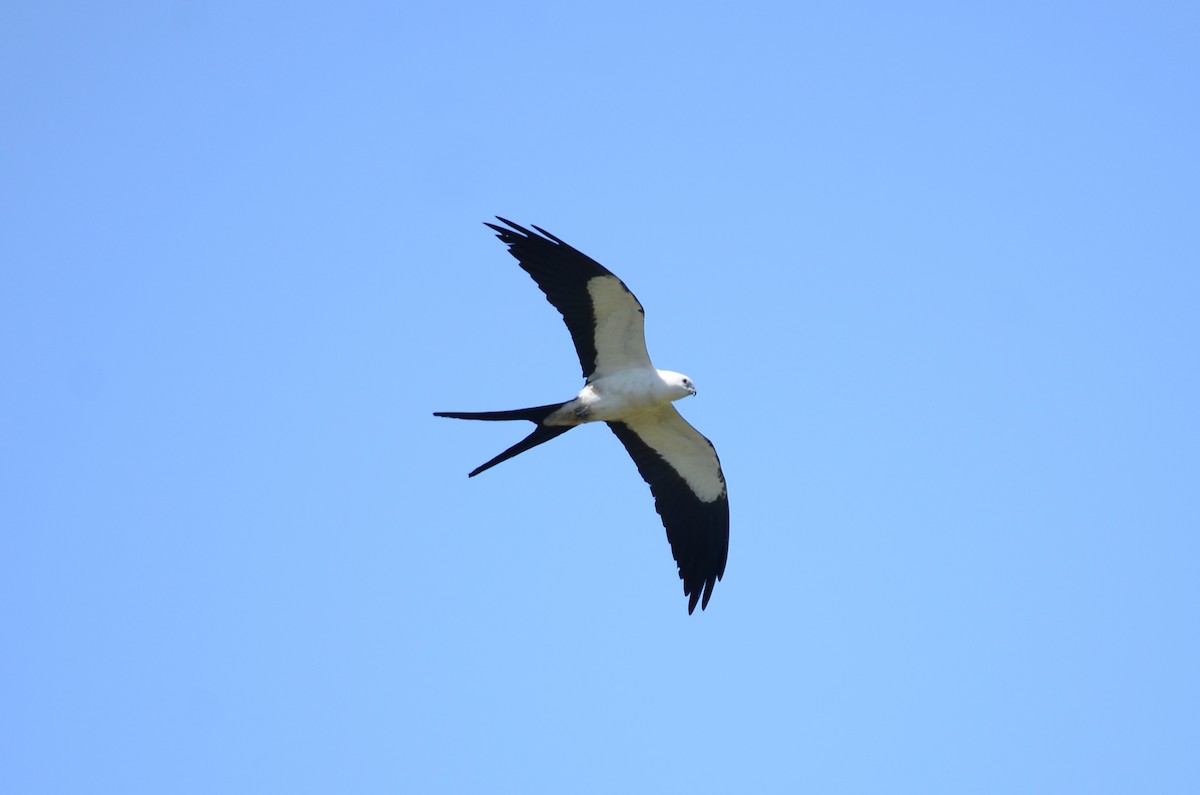 Swallow-tailed Kite - Jorge Novoa - CORBIDI