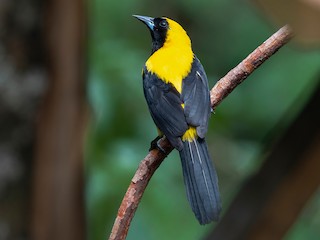  - Yellow-backed Oriole