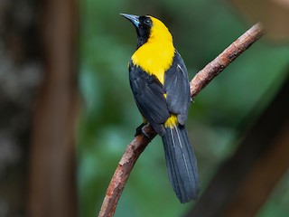 Yellow-backed Oriole - Icterus chrysater - Birds of the World