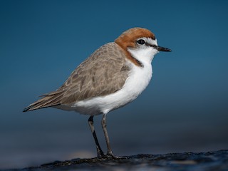 Red-capped Plover - Anarhynchus ruficapillus - Birds of the World