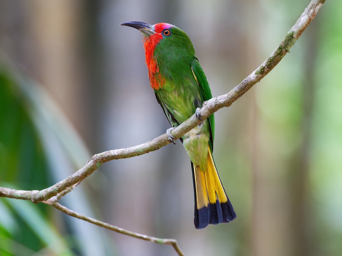 Red-bearded Bee-eater - eBird