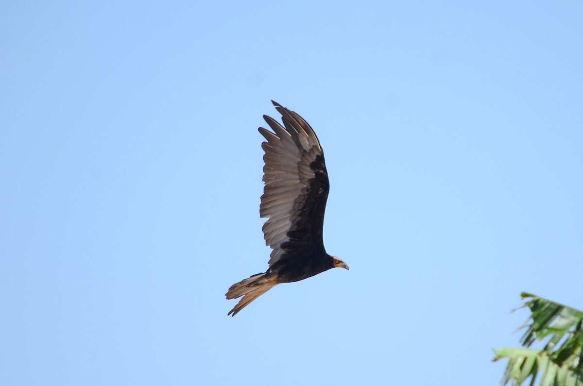 Lesser Yellow-headed Vulture - Jorge Novoa - CORBIDI