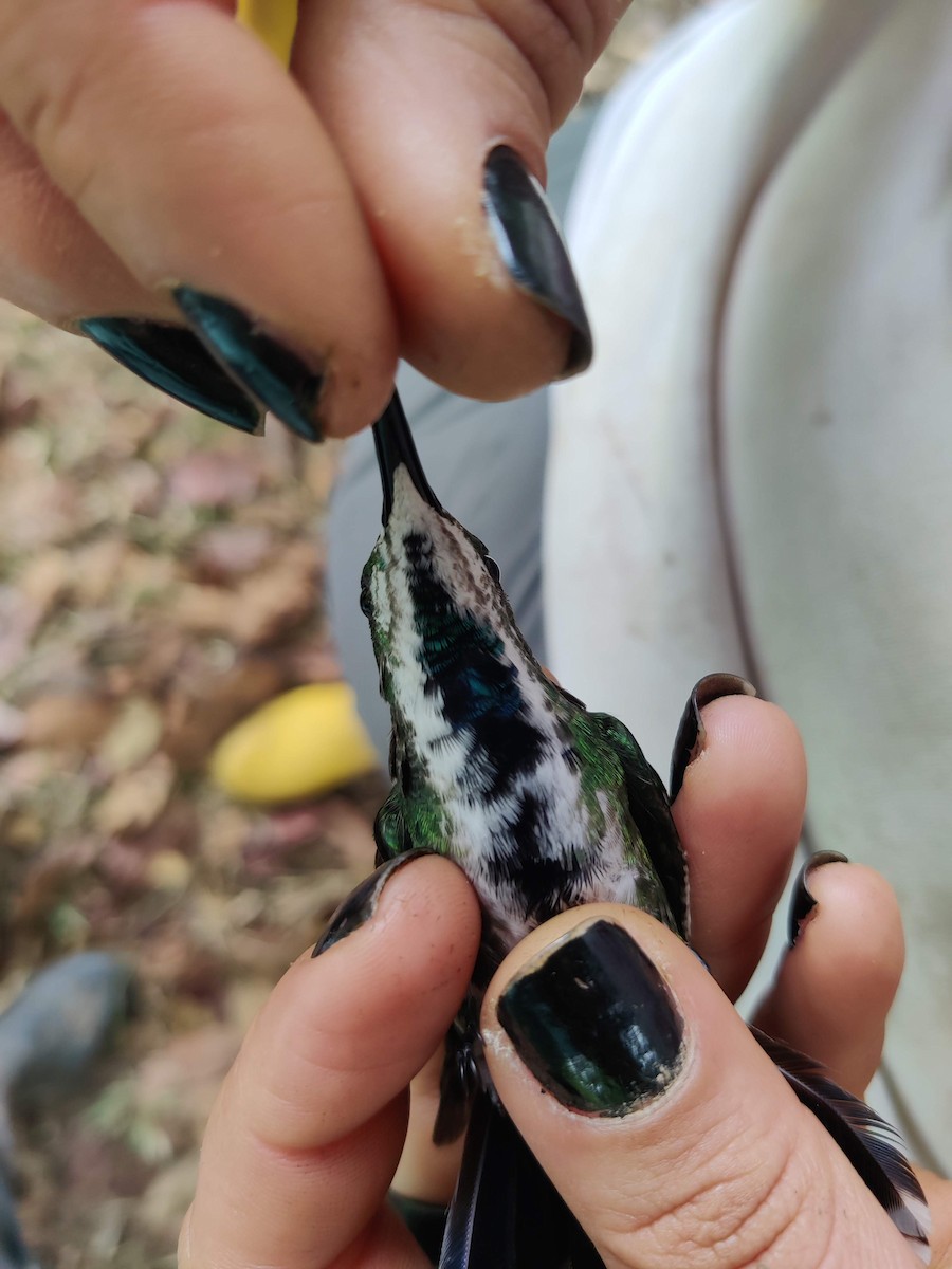 Black-throated Mango (Ecuadorian) - ML478179491