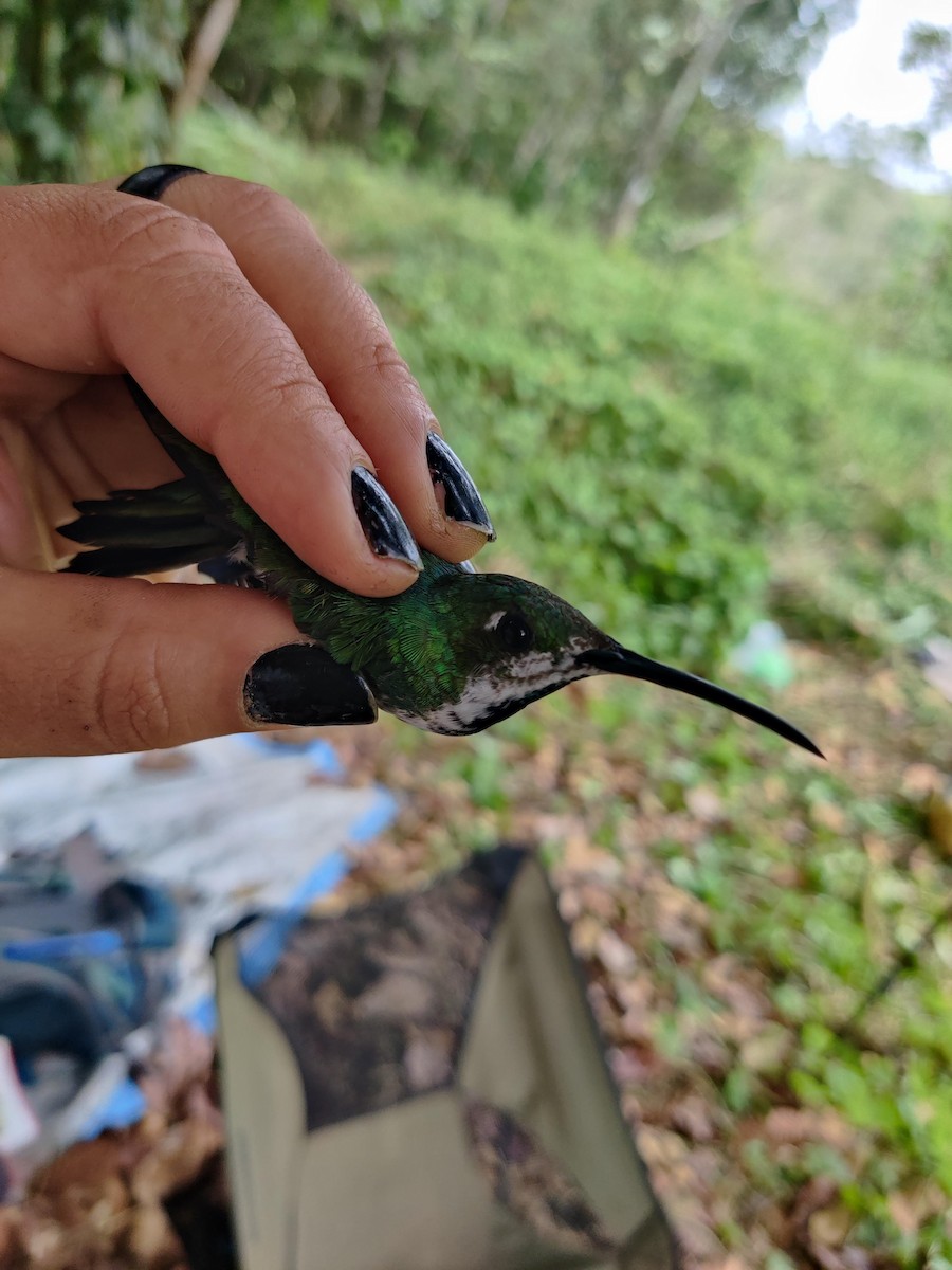 Black-throated Mango (Ecuadorian) - ML478179521