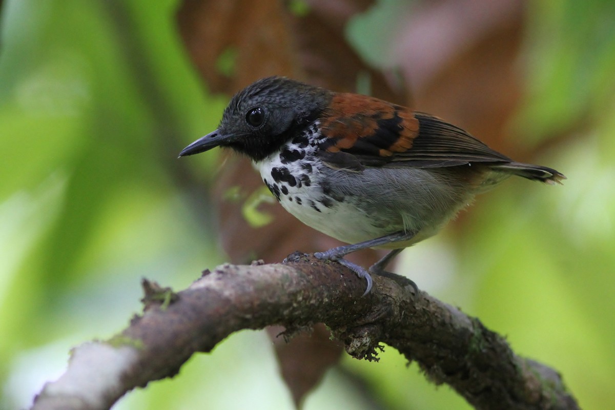 Spotted Antbird - ML47818091