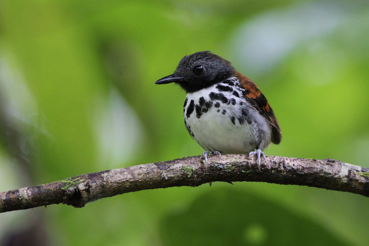 Spotted Antbird - ML47818101