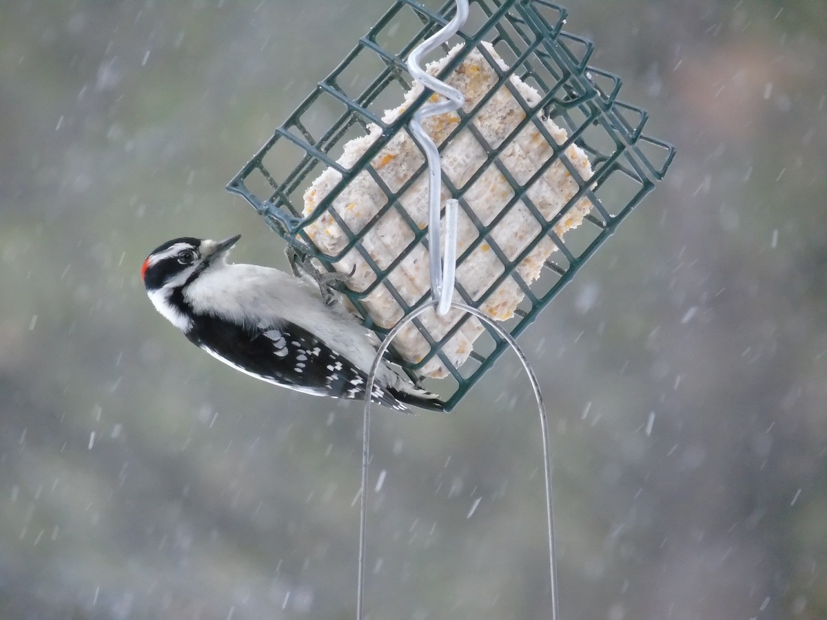 Downy Woodpecker - Carrie Voss