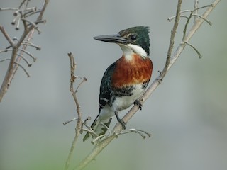  - Green Kingfisher