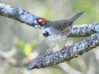 Cabanis's Ground-Sparrow - Melozone cabanisi - Birds of the World