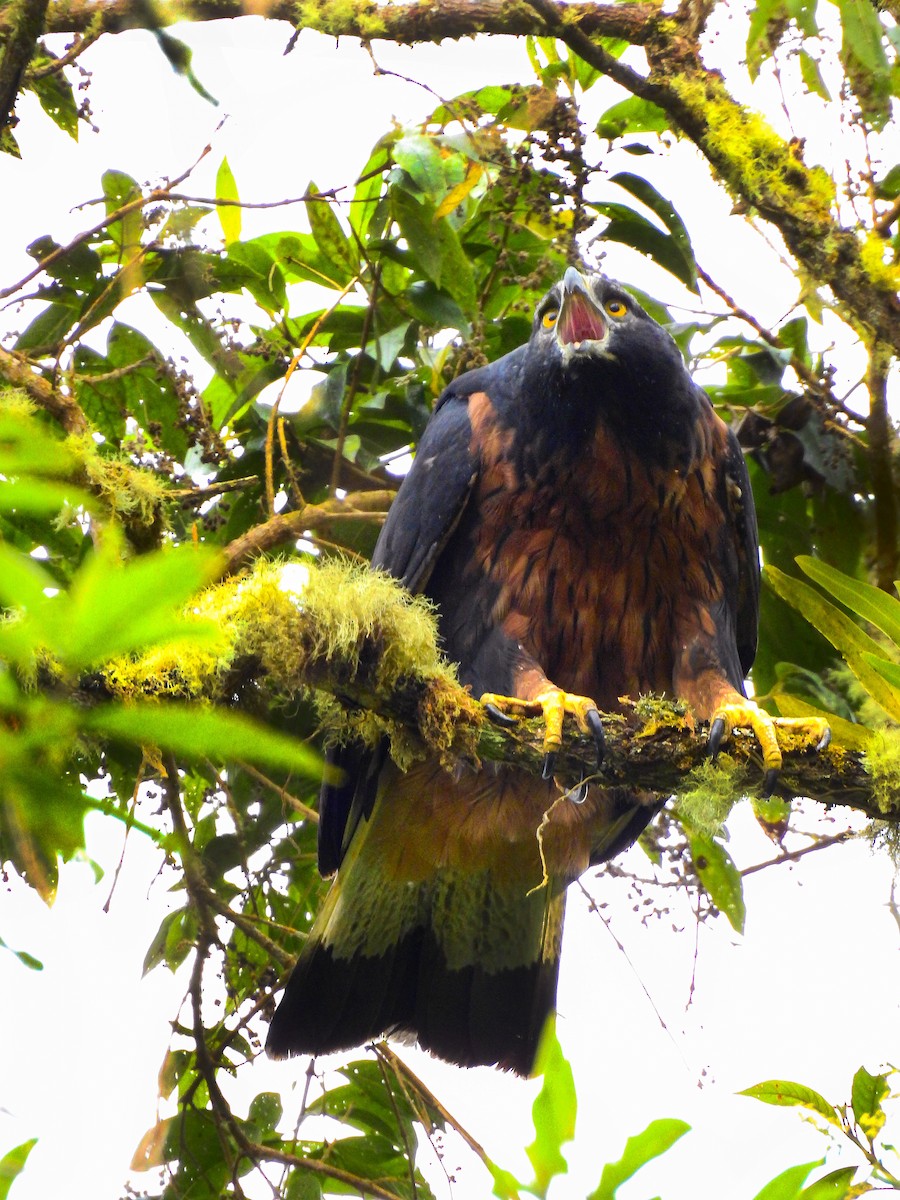 Black-and-chestnut Eagle - ML478186901