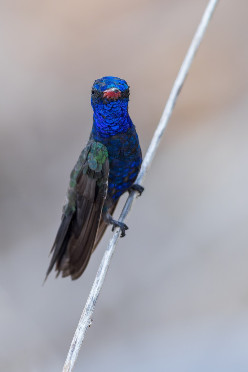 kolibřík aztécký - ML478189301