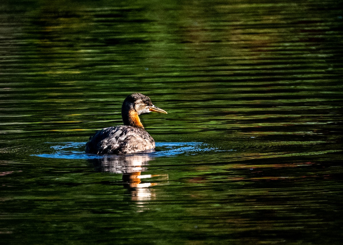 Red-necked Grebe - ML478189431