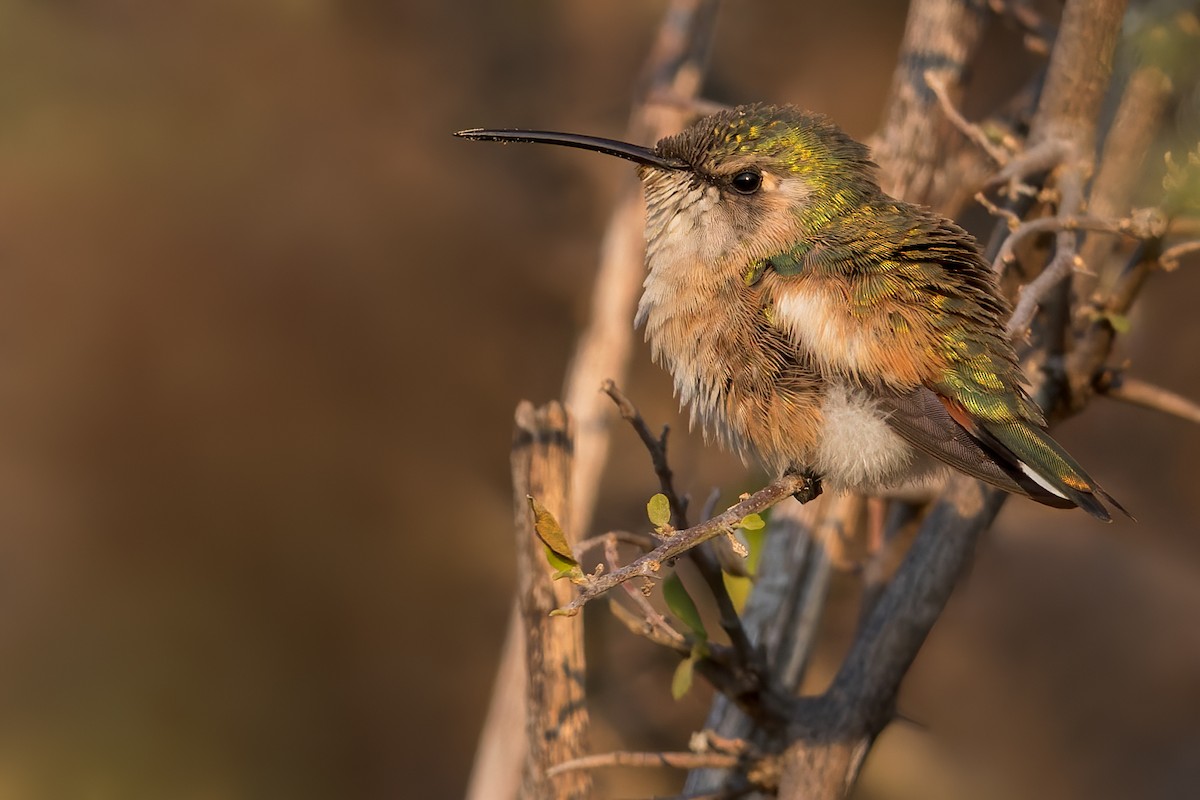 Beautiful Hummingbird - ML478190741