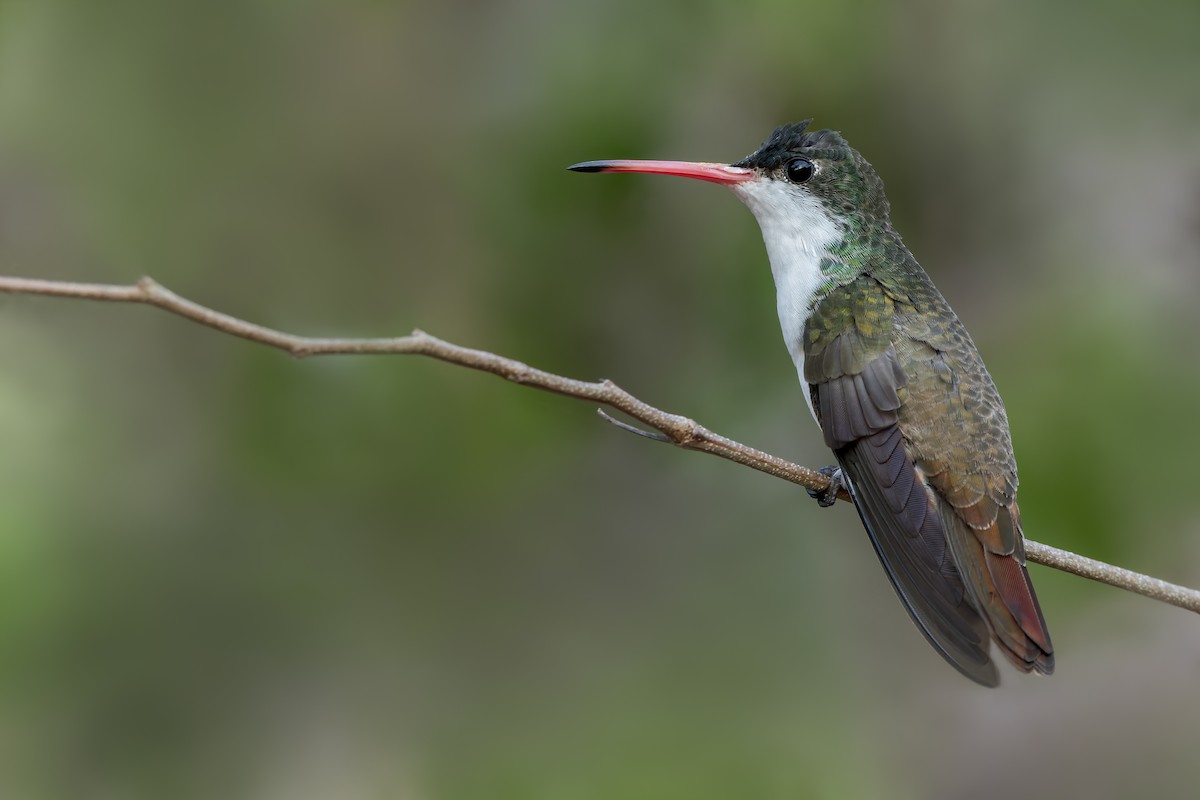 Green-fronted Hummingbird - Dubi Shapiro