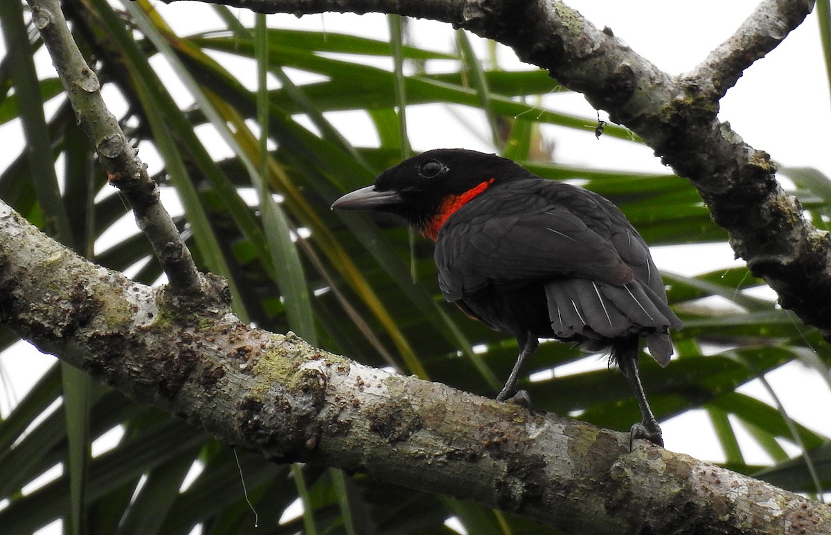 Red-ruffed Fruitcrow - Luciano Breves