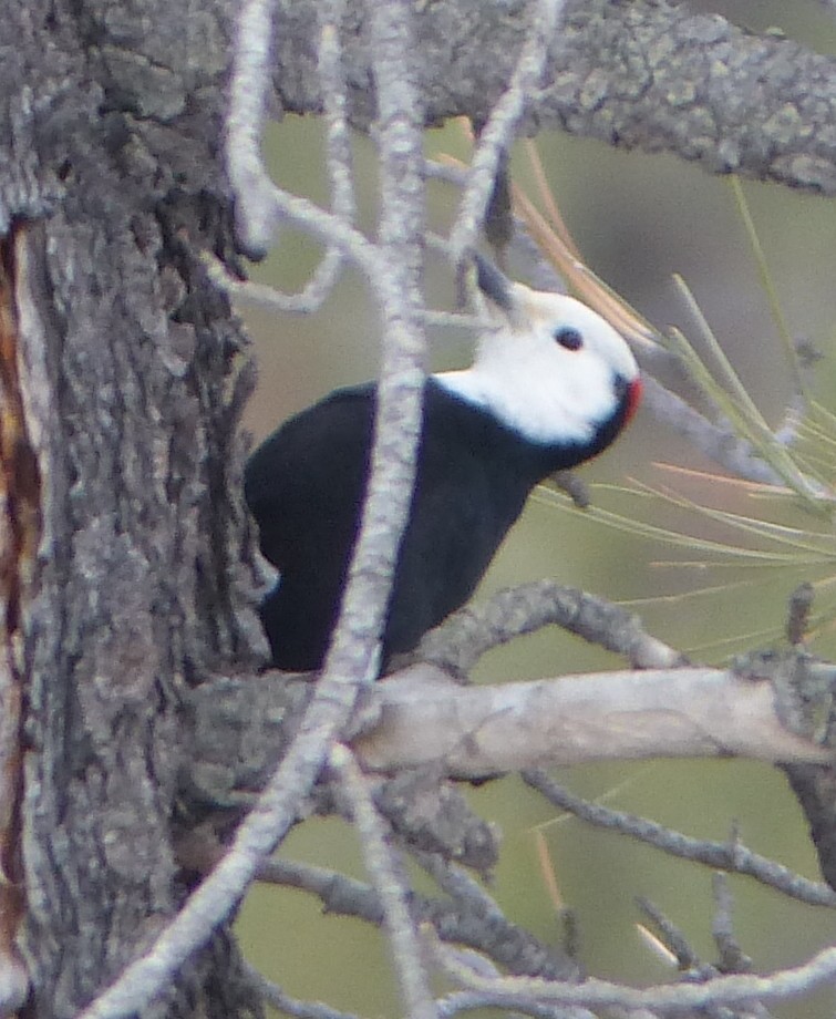 White-headed Woodpecker - ML47819551