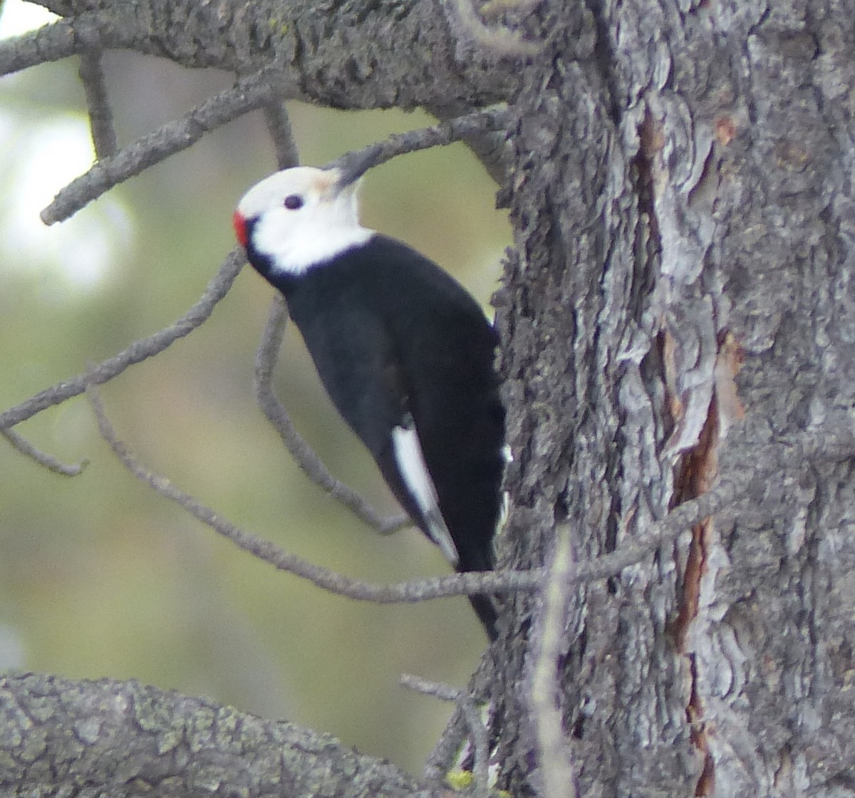 White-headed Woodpecker - ML47819581
