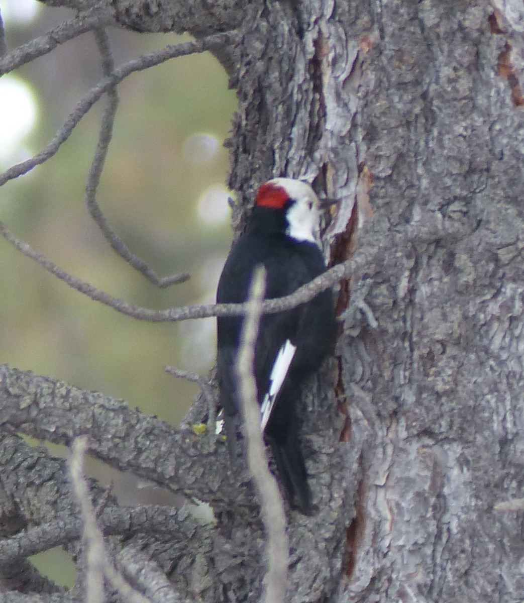 White-headed Woodpecker - ML47819601