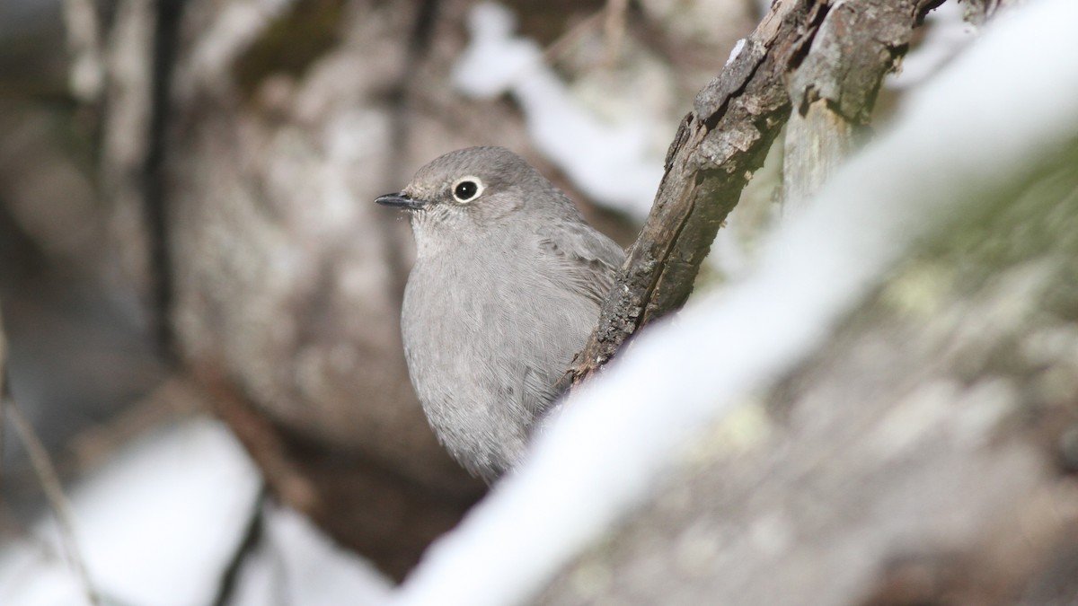 Townsend's Solitaire - ML47819781