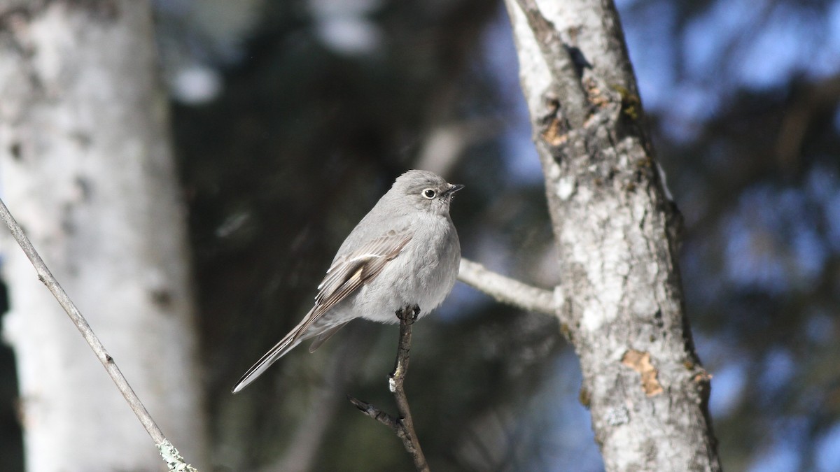 Townsend's Solitaire - ML47819901