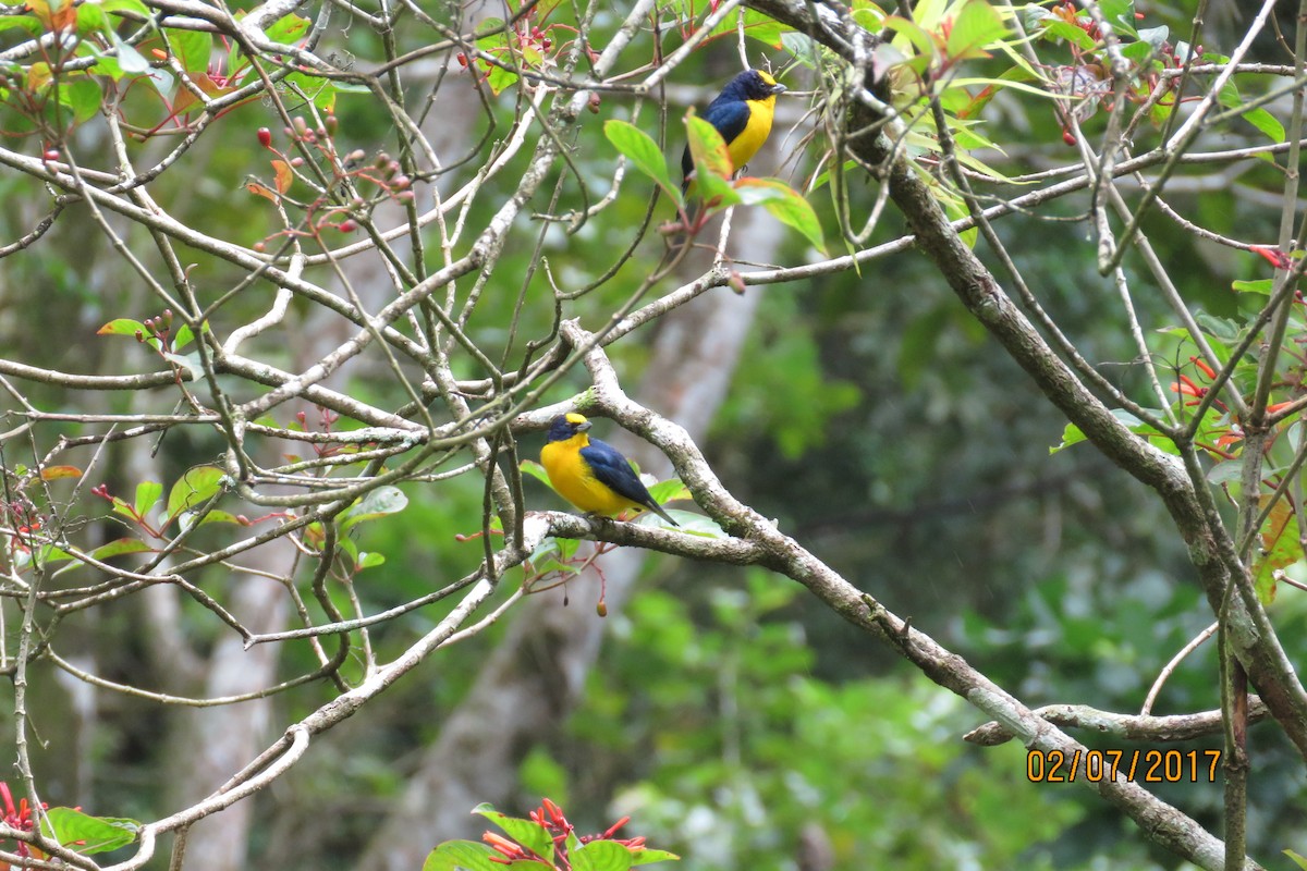 Thick-billed Euphonia - Pat  Lueders