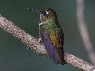 雌鳥 - Lorenzo Calcaño - ML478202761