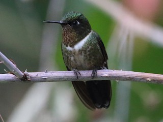 Female - Lorenzo Calcaño - ML478202771