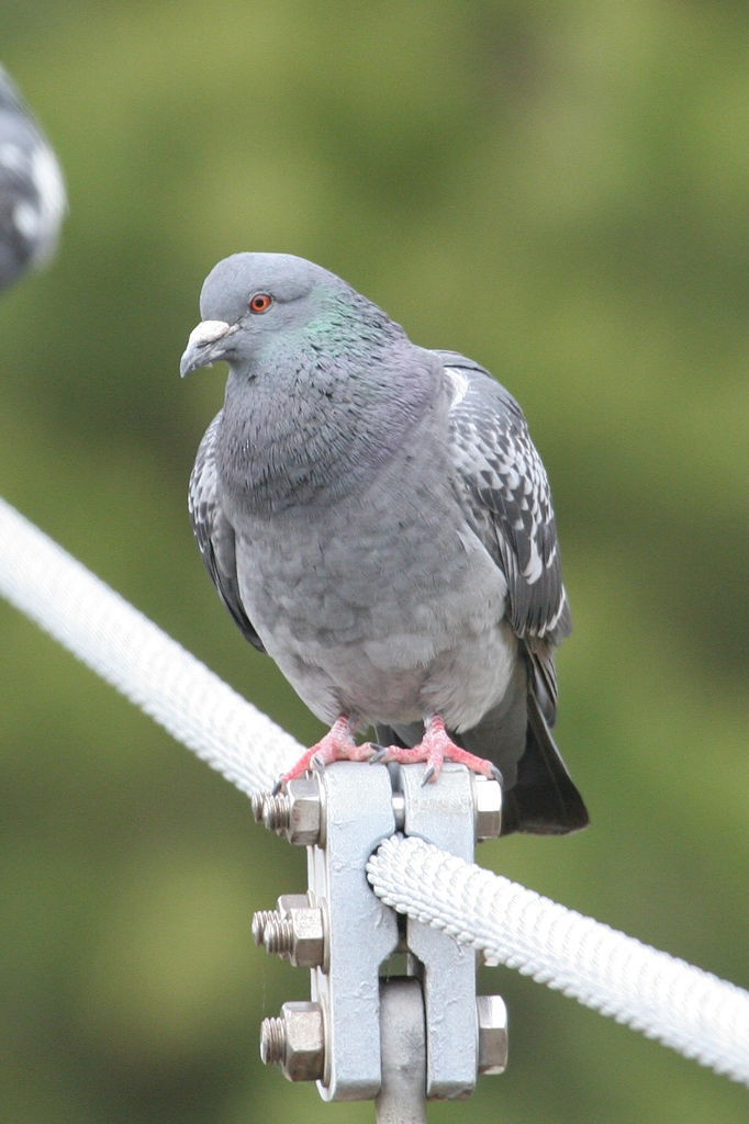 Rock Pigeon (Feral Pigeon) - ML47820321