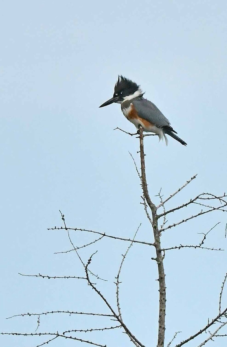 Belted Kingfisher - ML478208341