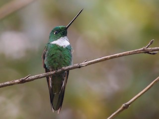 雄鳥 - Jhonathan Miranda - Wandering Venezuela Birding Expeditions - ML478208821