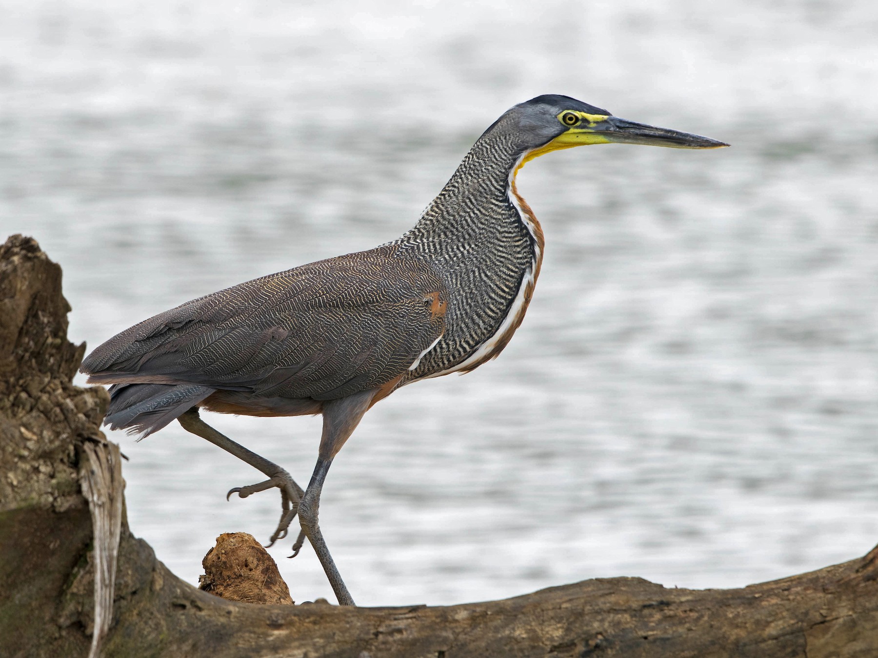 Garza Tigre Mexicana - eBird