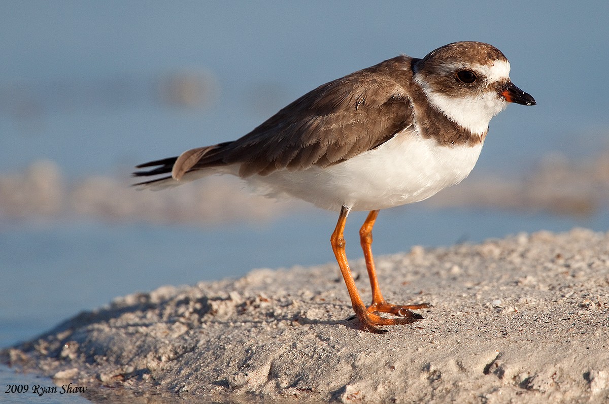 Semipalmated Plover - Ryan Shaw