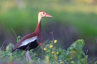 Black-bellied Whistling-Duck, ML478211021