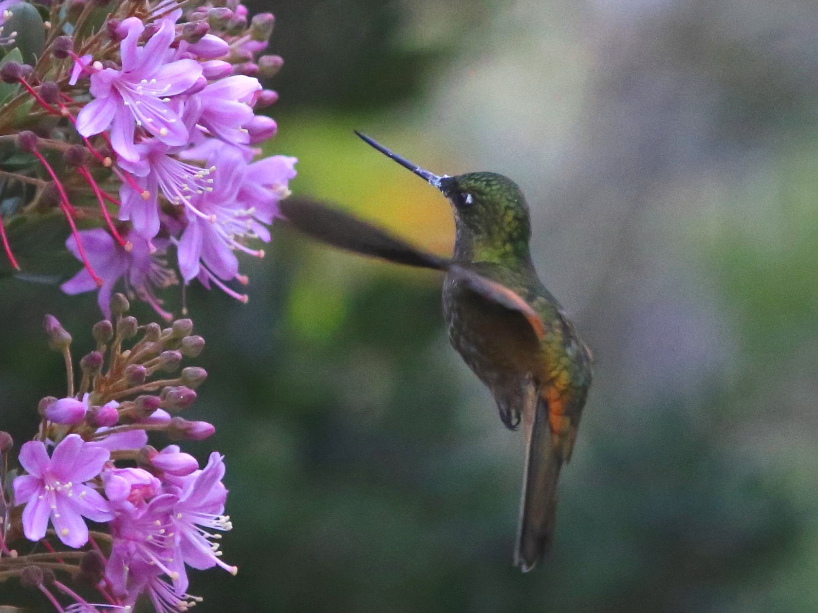 perija-starfrontlet-ebird