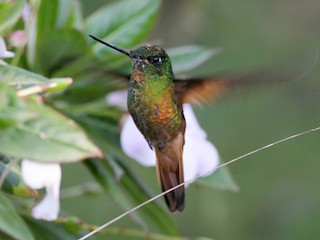  - Merida Starfrontlet