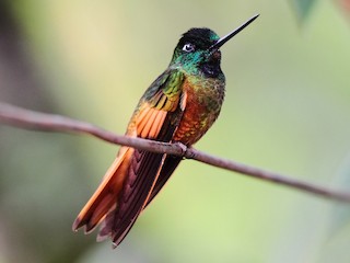  - Merida Starfrontlet