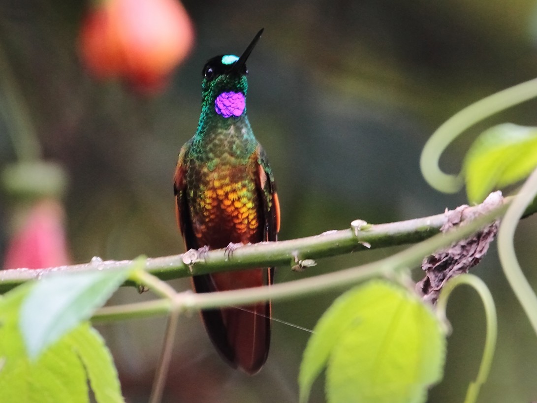 Golden-bellied Starfrontlet (Golden-tailed) - eBird
