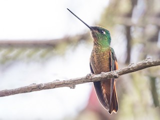 雌鳥 - Jhonathan Miranda - Wandering Venezuela Birding Expeditions - ML478213621