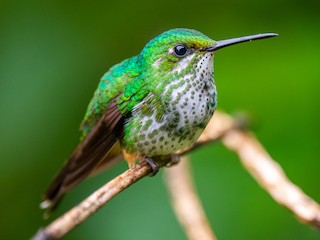 Peruvian Racket-tail - eBird