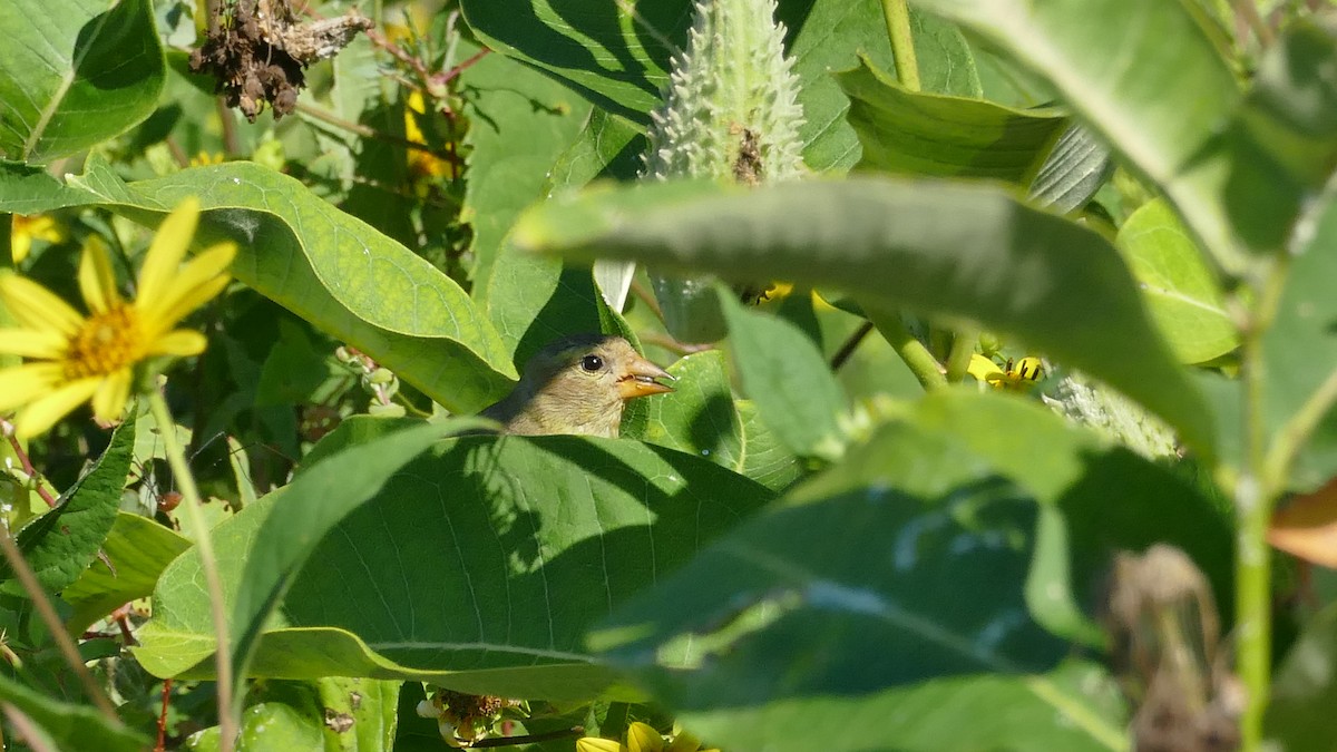 American Goldfinch - Avery Fish