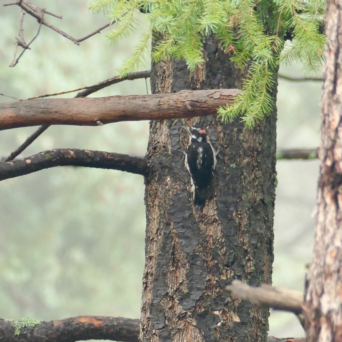 Hairy Woodpecker (Rocky Mts.) - ML478224461